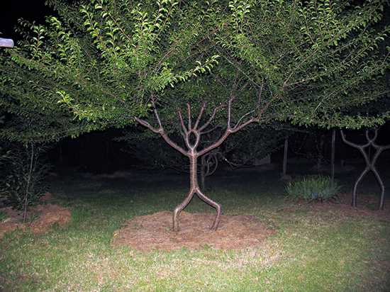"Save-a-tree" Bhat