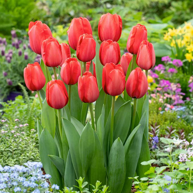 Tulip Sondisdik