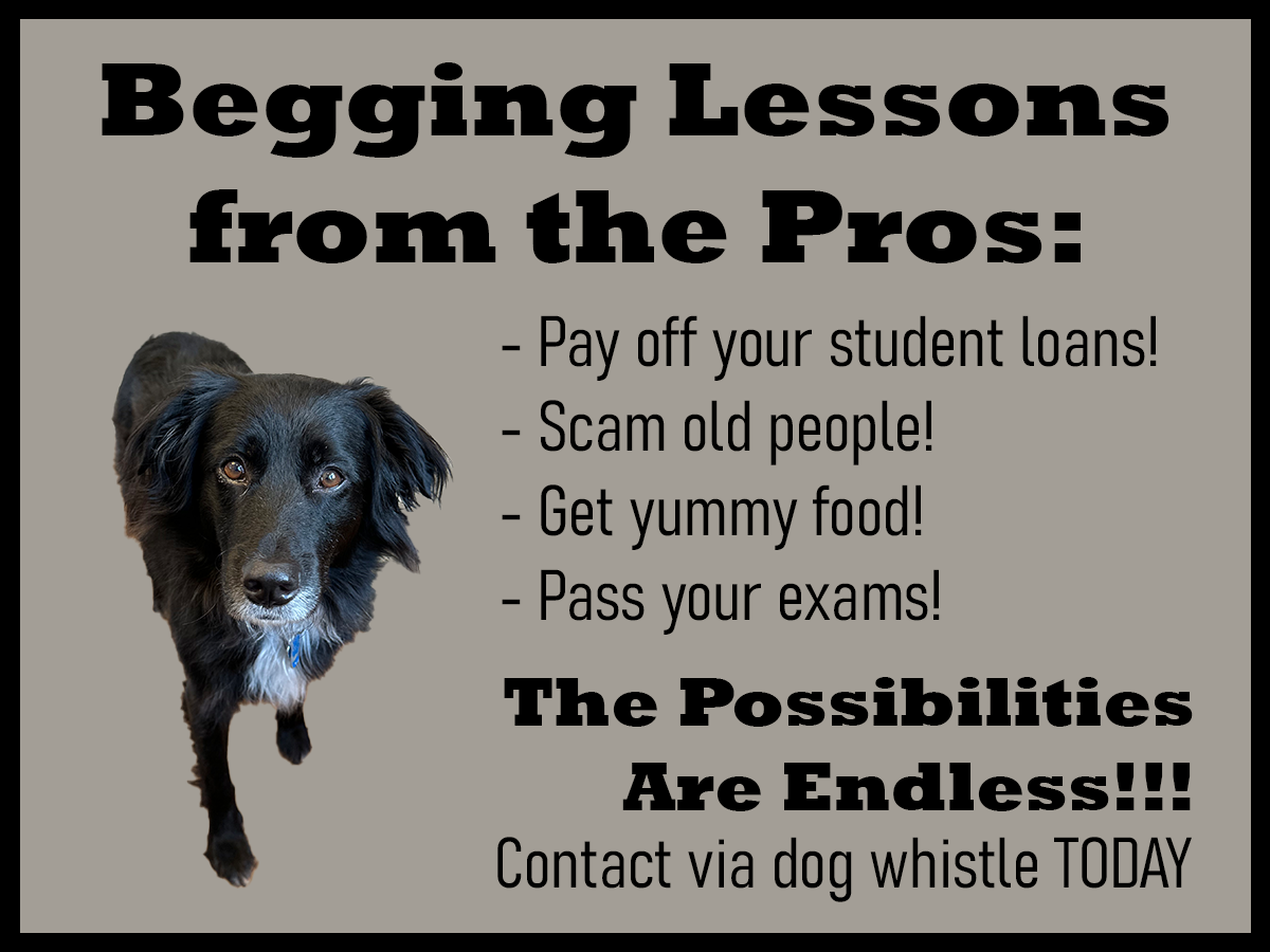 [Picture of a dog begging] "Begging lessons from the pros: pay off your student loans, scam old people, get yummy food, pass your exams! The possibilities are endless!!! Contact via dog whistle TODAY"