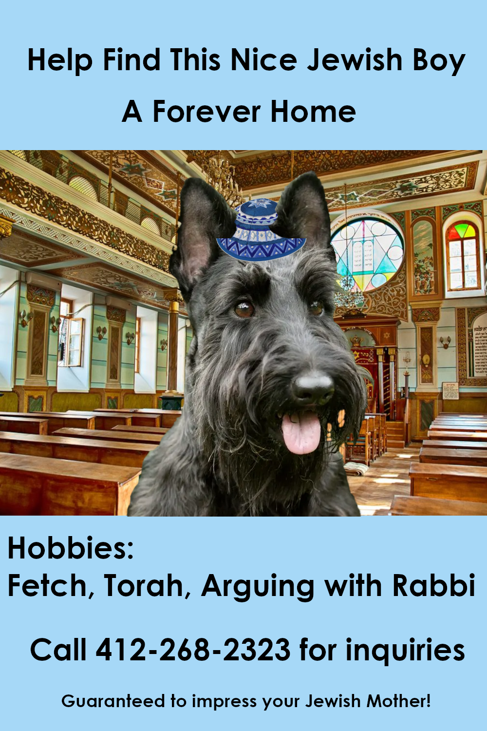 "Help find this nice Jewish boy a forever home!" [picture of a Scotty dog in a synagogue]