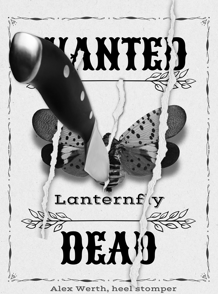 A "WANTED DEAD" poster for spotted lanternflies.